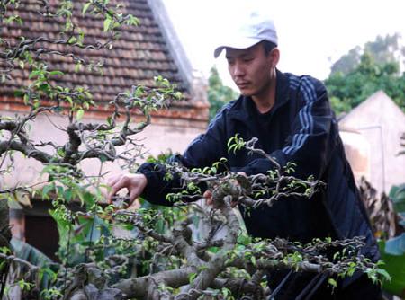 Bonsai, cay canh nghe thuat, cây cảnh nghệ thuật, cay the, cây thế, triển lãm bonsai, trien lam bonsai, triển lãm cây thế, trien lam cay the